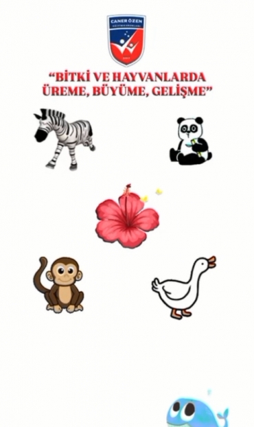 6/B sınıfı ile beceri temelli Fen Bilimleri dersinde bitki ve hayvanlarda üreme, büyüme ve gelişme konusu ile ilgili etkinlik yapıldı. Sınıfta gruplar oluşturarak işbirlikli öğrenme de sağlanmış oldu.