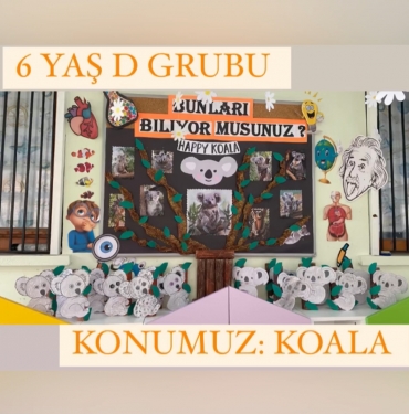 6 yaş D grubu Tema Konumuz: Koala