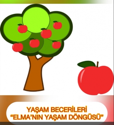6 Yaş A Grubu Yaşam Becerileri dersinde “Bir Elma’nın Parçaları” isimli etkinliği yaparak Elma’nın yaşam döngüsünü inceledi.☺️